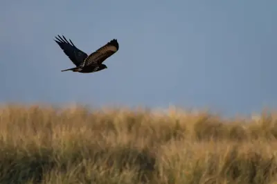 an eagle flying over a field of grass at Appartement Seabird in Zandvoort
