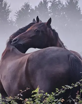 a black horse standing in a field at Op Vakantie bij Nicole in Putten