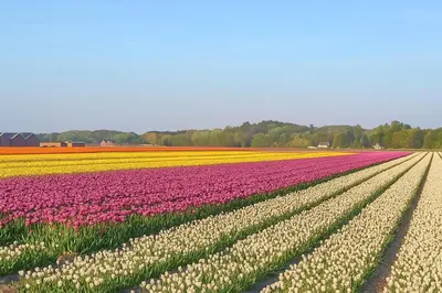 a field of pink and white tulips at De Strandgaper Egmond in Egmond aan den Hoef