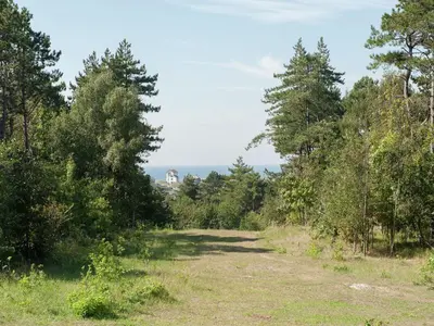 a dirt road through a forest with trees at Dune Top Family Retreat in Bergen aan Zee