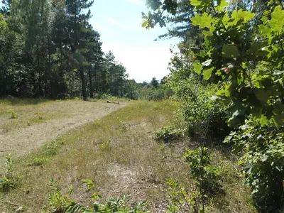 a dirt road in a field with trees at Apartment in Bergen near the Beach in Bergen aan Zee