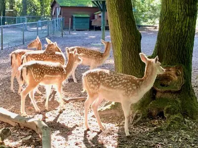 a group of deer standing next to a tree at La Bastide in Heiloo