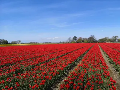 a field of red tulips in a field at La Bastide in Heiloo