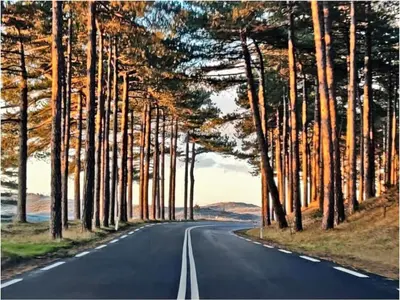 an empty road with trees on the sides of it at Apartment by the water in Broek op Langedijk