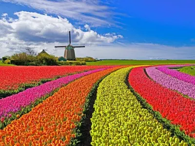 a field of tulips with a windmill in the background at 