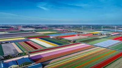 an overhead view of a colorful field with cars at Comfortable Stay Close To The Coast in Burgerbrug