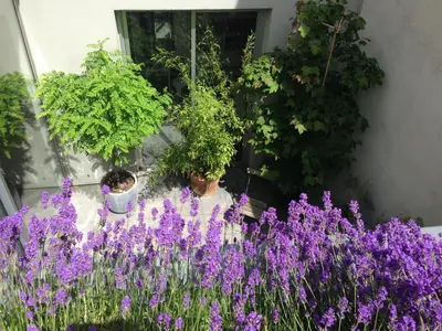 a man sitting in a garden with purple flowers at Villa Yburg in Amsterdam