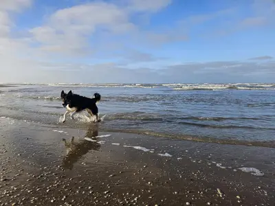 a dog running on the beach in the water at Skip Inn Strandhuisjes in Katwijk aan Zee
