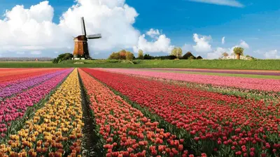 a field of tulips with a windmill in the background at Skip Inn Strandhuisjes in Katwijk aan Zee
