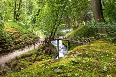 a wooden bridge over a stream in a forest at Spacious Eclectic Home Near Sea & Amsterdam in IJmuiden