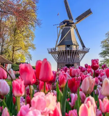 a bunch of tulips with a windmill in the background at Tulipa - Keukenkof in Noordwijkerhout