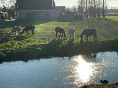 a group of horses grazing on the grass near a river at Complete studio dichtbij Hoorn en Alkmaar in Zuidermeer