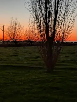 a tree in a field with the sunset in the background at Complete studio dichtbij Hoorn en Alkmaar in Zuidermeer