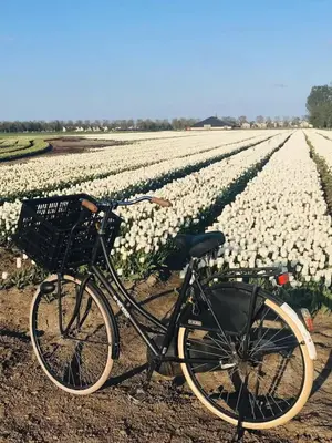 a bike parked in front of a field of flowers at Complete studio dichtbij Hoorn en Alkmaar in Zuidermeer