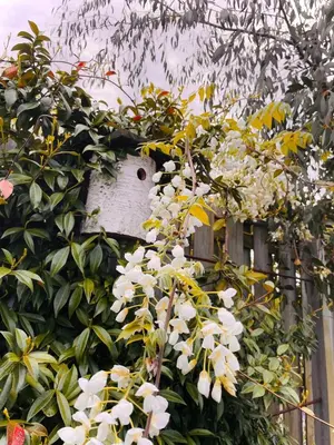a plant with white flowers and a bird house at Tuiny House Noordwijk in Noordwijk