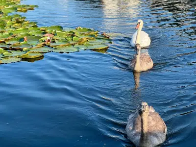 two birds swimming in the water with lily pads at Chalet Kievietsbuurt Roeleveld Estate in Breukelen