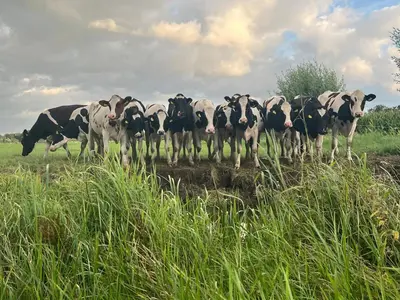 a herd of black and white cows standing in a field at Chalet Kievietsbuurt Roeleveld Estate in Breukelen