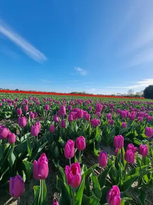 a field of pink tulips in a field at LÖYLY Egmond in Egmond aan Zee