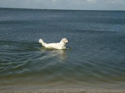 a white dog swimming in the water on the beach at Holiday Home Auszeit direkt am Wasser by Interhome in Wervershoof