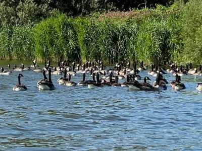 a flock of ducks swimming in the water at Apartment Tami by Interhome in Wervershoof