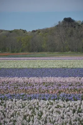 a field of purple and blue flowers at Bloei aan Zee 200 m from sea and center in Egmond aan Zee
