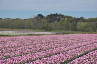 a field of pink tulips in a field at Bloei aan Zee 200 m from sea and center in Egmond aan Zee