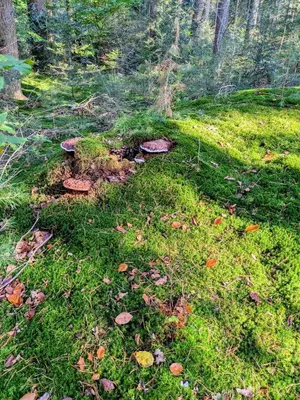 a grassy field with mushrooms in a forest at Nature and tranquility in Soest with Forest, Dunes and City in Soest