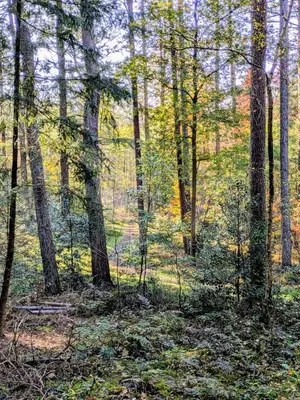 a wooded area with trees and leaves on the ground at Nature and tranquility in Soest with Forest, Dunes and City in Soest