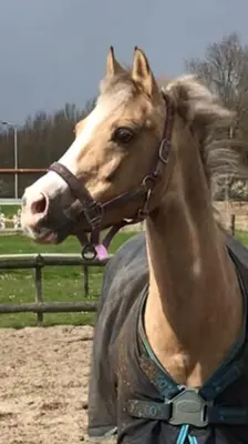 a horse standing next to a fence at Bij Parels landelijk overnachten in het groen in Velserbroek