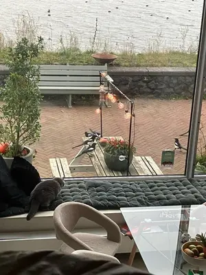 a cat sitting on a couch in front of a window at Spacious house IJmeer Amsterdam - east IJburg in Amsterdam