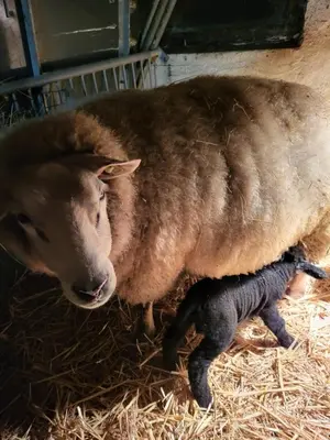 a sheep is standing next to a baby lamb at B&B Koe en Kussen in Bodegraven