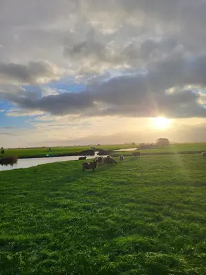a group of cows grazing in a field next to a river at B&B Koe en Kussen in Bodegraven
