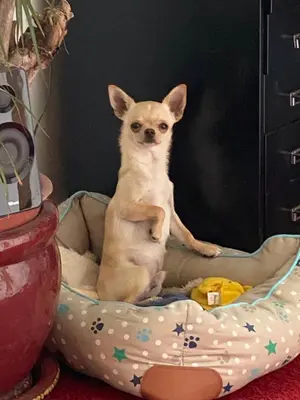 a small dog sitting in a dog bed at Amsterdam Barangay in Amsterdam