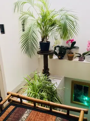 a room with potted plants and a wooden bench at Amsterdam Barangay in Amsterdam