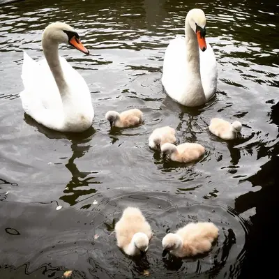 two adult swans and their babies in the water at Houseboat Westerdok in Amsterdam