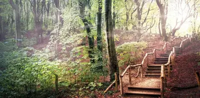 a set of stairs leading up a hill in a forest at Studio Lief Bergen binnen, bij bos duin en dorp in Bergen