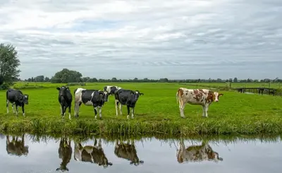 a group of cows standing in a field next to a body of water at House of Cocagne in Kockengen