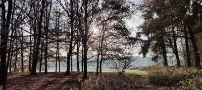 a group of trees with the sun shining through them at Overbosch in Bilthoven