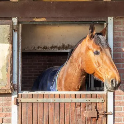 a horse sticking its head out of a stable at De Kievit in Vogelenzang