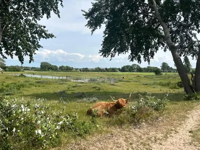 a cow laying in the grass in a field at Zomerhuis Duinzicht in Egmond aan den Hoef