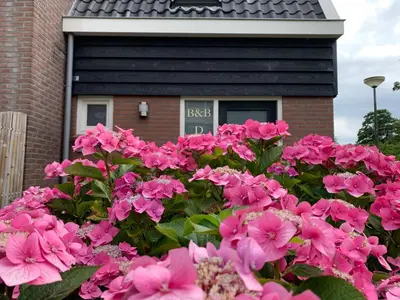 a bunch of pink flowers in front of a house at Appartement - B&B de Koog in Uitgeest