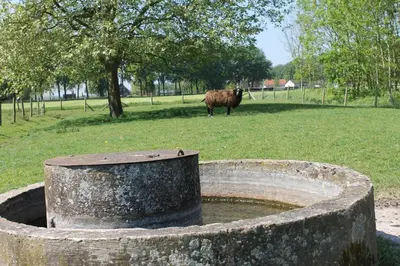 a cow is standing in a field next to a fountain at Rest & Rust in Werkhoven