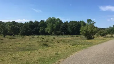 a road in a field with trees in the background at Coastal Dreaming in Egmond aan Zee