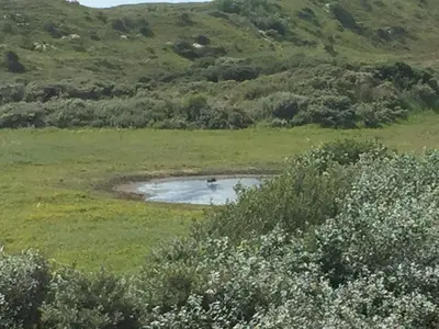 a small pond in the middle of a field at Coastal Dreaming in Egmond aan Zee