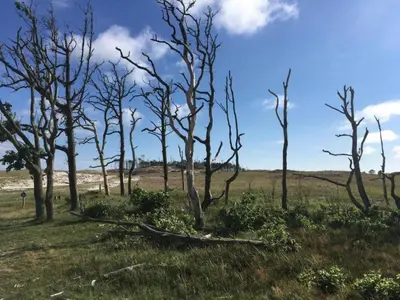 a group of trees in a grassy field at Holiday Home in Schoorl near Forest & Beach in Schoorl