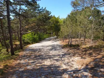 a dirt road in a forest with trees at Holiday Home in Schoorl near Forest & Beach in Schoorl
