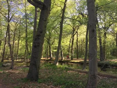 a wooded area with trees and a pond at Apartment in Bergen near Schoorl Dunes in Bergen