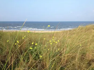 a field of grass with a beach in the background at Apartment in Bergen aan Zee near the Beach in Bergen aan Zee