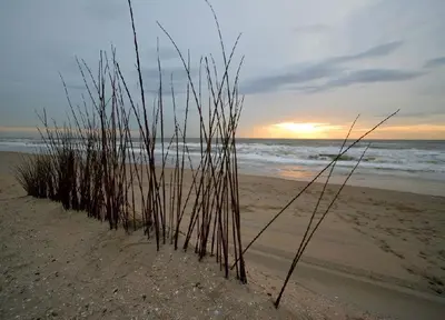 a group of sticks in the sand on a beach at Pension 't hofje 350 meter van het strand in Noordwijk aan Zee