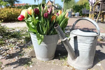 two buckets filled with tulips and a watering can at B&B - Pension Het Oude Dorp in Katwijk